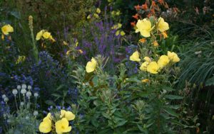 Evening Primrose and Vipers Bulgoss
