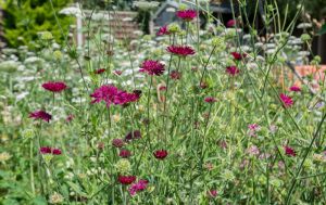 Knautia Macedonica