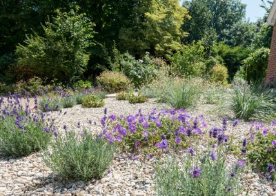Planting for hot and dry gardens