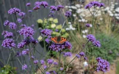 Wildlife garden design colour for Bees and Butterflies!